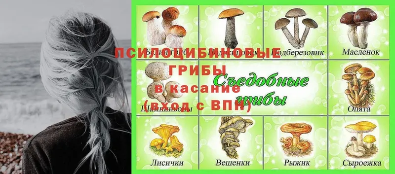 мега онион  Арамиль  Псилоцибиновые грибы Cubensis 